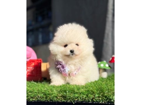 Gerçek tea cup teddy pomeranian boo yavruları