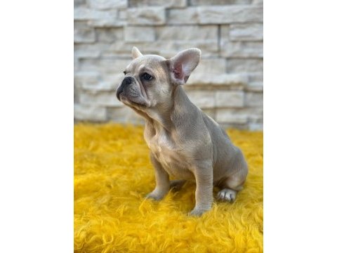 Lilak tan french bulldog dişi kızımız