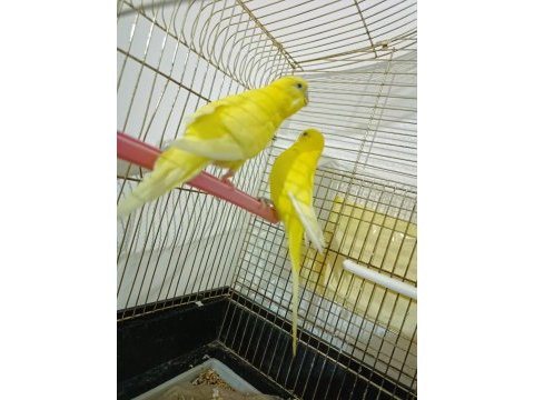Hazır takım limon muhabbet kuşu