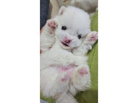 Mini pomeranian köpekler