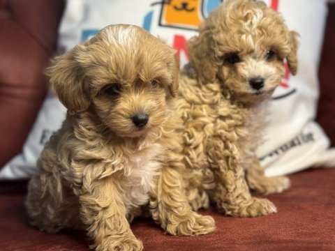 Ankaranın en seçkin kore maltipoo yavruları