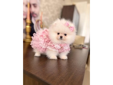 Mini boy teacup dişi pomeranian boo