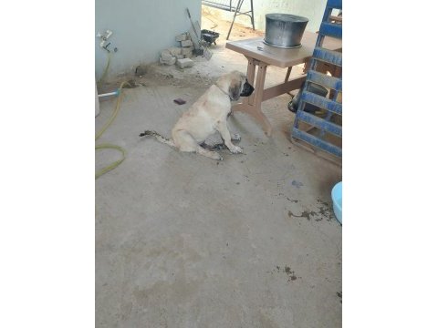 Kangal köpeğimiz izmir menemen