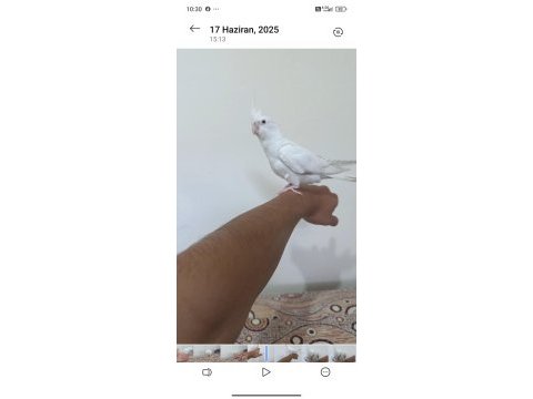 Full evcil eğitimli sultan papağanı bebekleri
