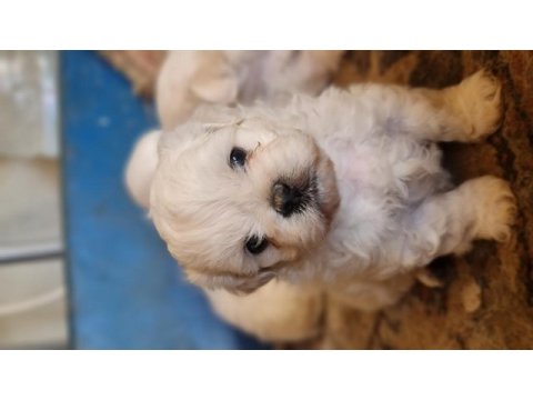 Maltese yavrularımız