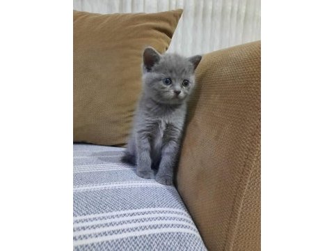Scottish fold ve british bebeklerimiz