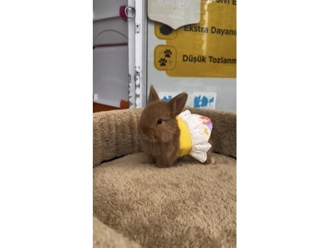 Cücelerimiz yeni renkler hazır 