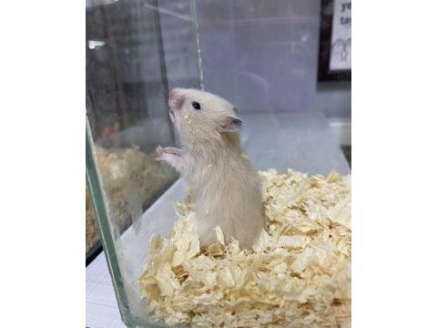 Bize ulaşın hamster adresine gelsin