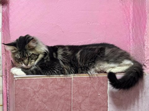 2 yaş erkek maine coon