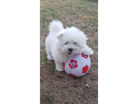 Maltese terrier xs sıfır no.ev doğumlu yavrularım