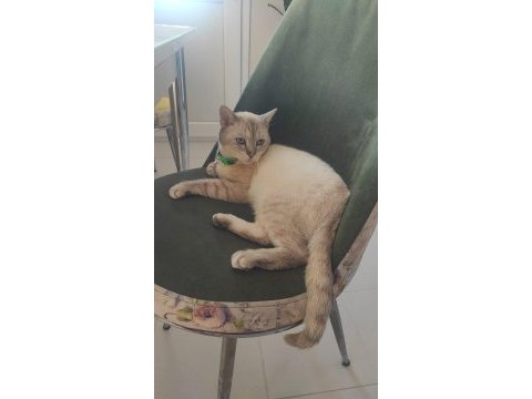 British shorthair alfee yuva arıyor