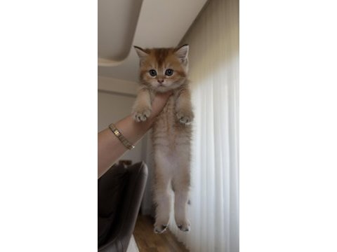 Golden british shorthair bebekler