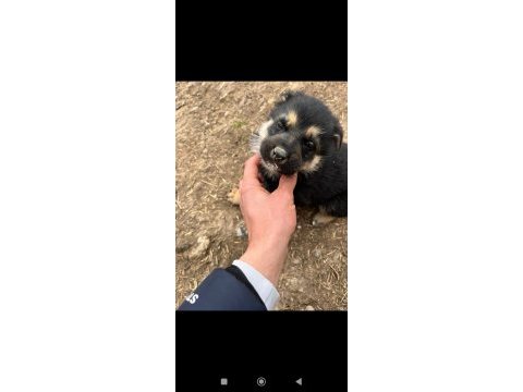 Alman kurt köpeği yerli kurt