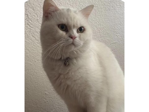 Kedimi sahiplendirmeye düşünüyorum