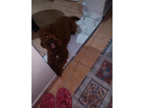 Korekan poodle koyu renk erkek