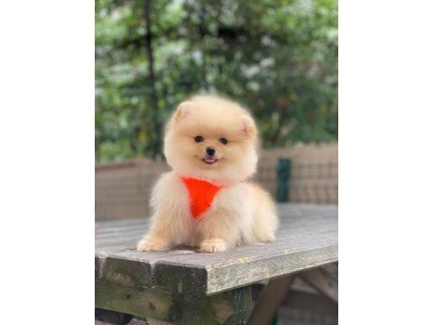 Blacks petshop garantisiyle üst düzey pomeranian boo