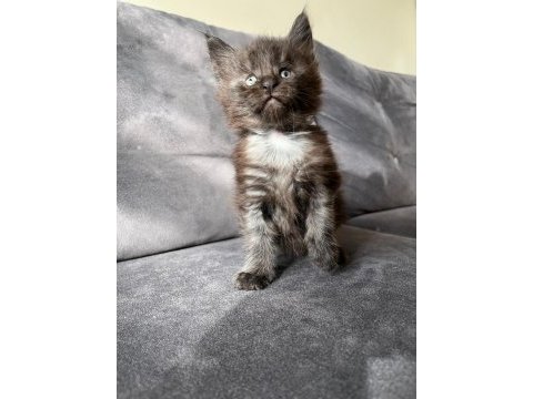 Safkan maine coon yavrular