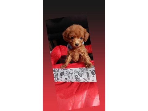 Dişi erkek pet eğitimli poodle yavrular