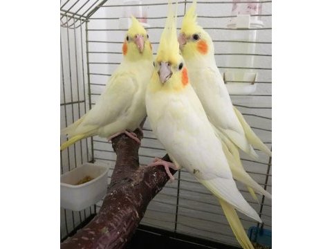 Yavru sultan papaganı bebek uygun erkek