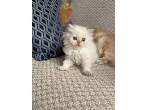 Safkan british longhair yavrular