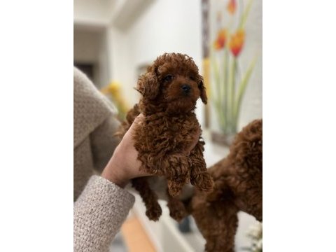 Safkan toy poodle