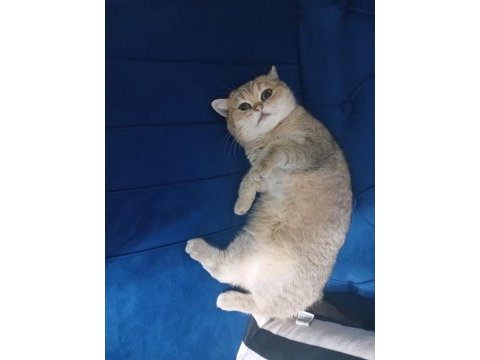 Dişi kısır kedimi sahiplendirmek istiyorum