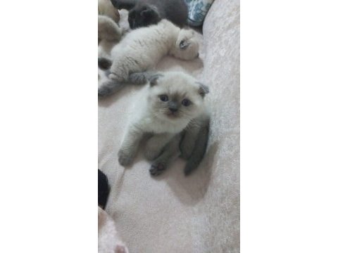 Saf kan blue point scottish fold yavrularım