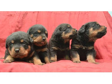 A kaliteli rottweiler yavrularımız
