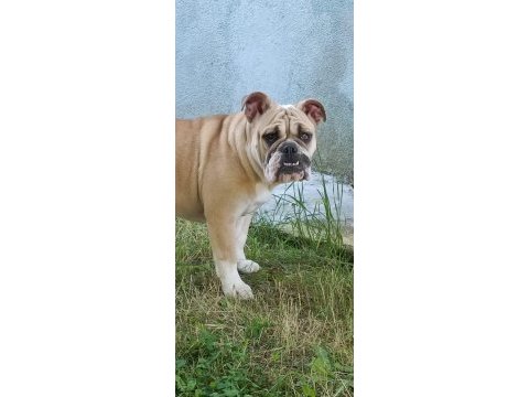 6 aylık dişi ingiliz bulldog