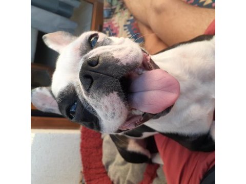 2 yaşında eğitimli akıllı dişi french bulldog