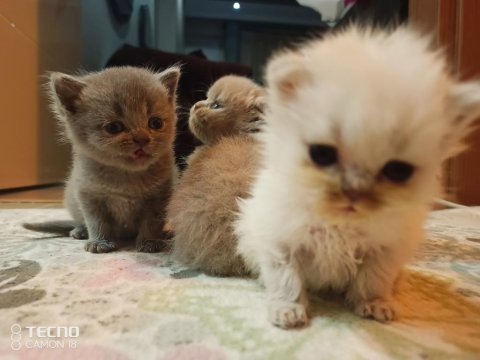 İlk gelen alır british shorthair