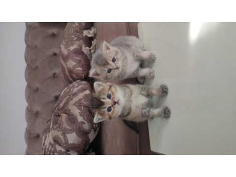 British shorthair yavru kedilerim