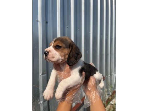 Irk ve sağlık garantili beagle yavrular