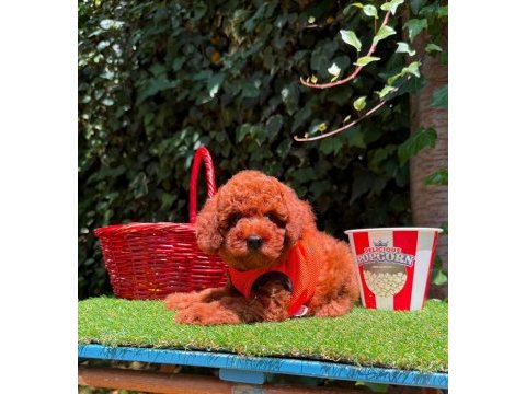 Safkan toy poodle bebekler