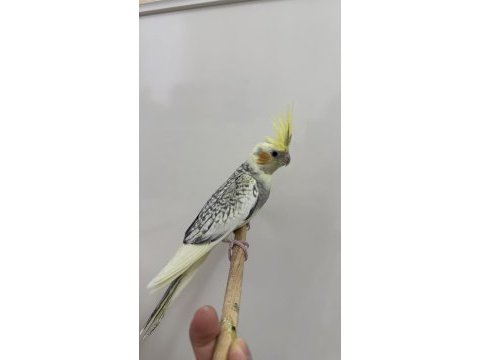 Sultan papağanlar sahiplendirilecek
