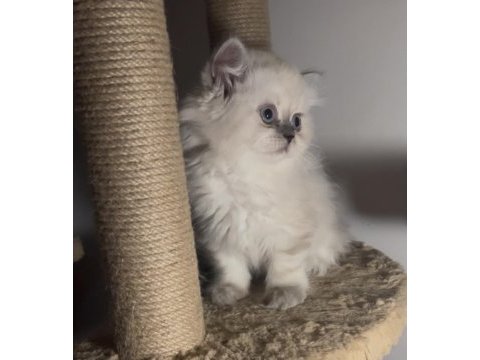 British longhair ikiz kardeşler