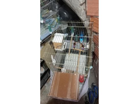Muhabbet kuşlarımızı sahiplendireceğim