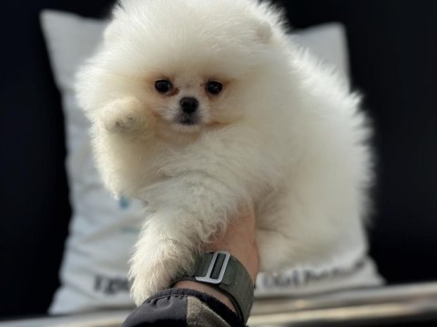Petmode köpek çiftliğinde ziyarete açık pomeranian