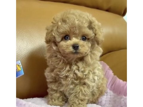 Toy poodle yavrusu
