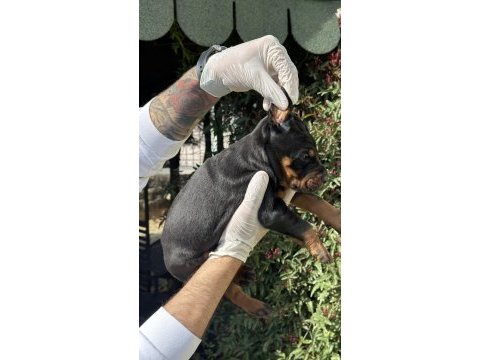 Şeceresiz black tan 30 günlük özel doberman yavrusu