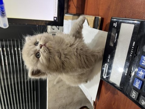 Erkek lilac british longhair yavru