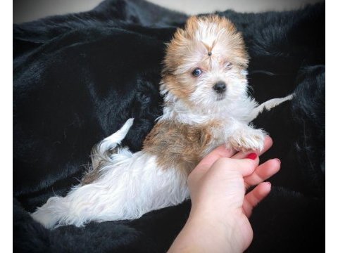 Yarışma düzeyinde nadir olan tea cup morkie yavrular