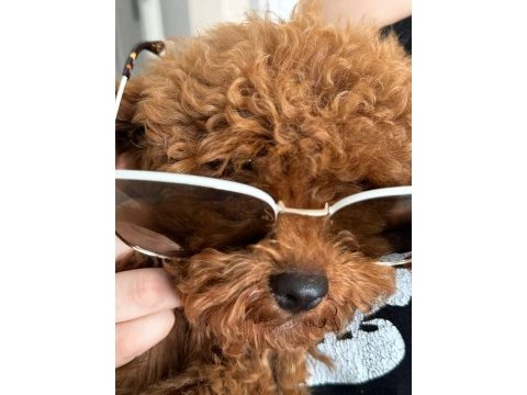 Erkek 5 aylık toy poodle