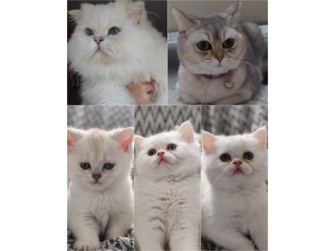 Safkan british shorthair erkek yavru
