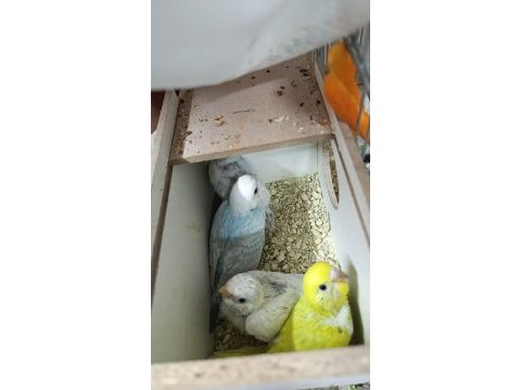 Yavru ve damızlık muhabbet kuşu bulunur