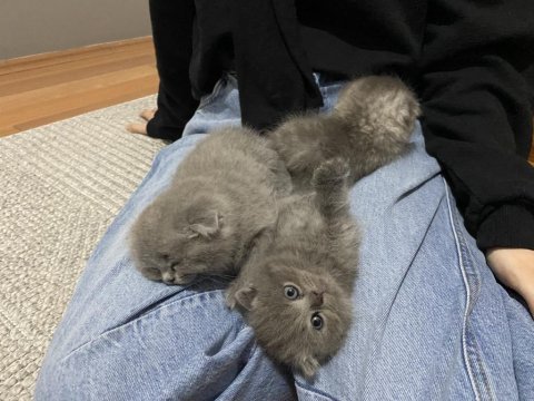 Scottish fold kül rengi yavru kedi