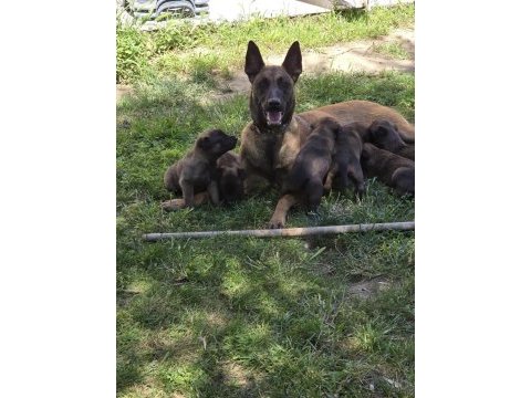 Belçika malinois üst kalite erkek dişi yavrularımız