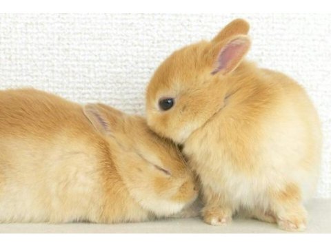 Sarı kahverengi karamel hollanda lop yavru tavşanı