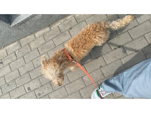 Oğlumuza yuva maltipoo