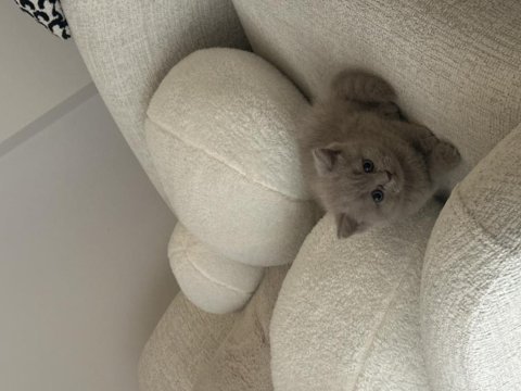 British shorthair yavru